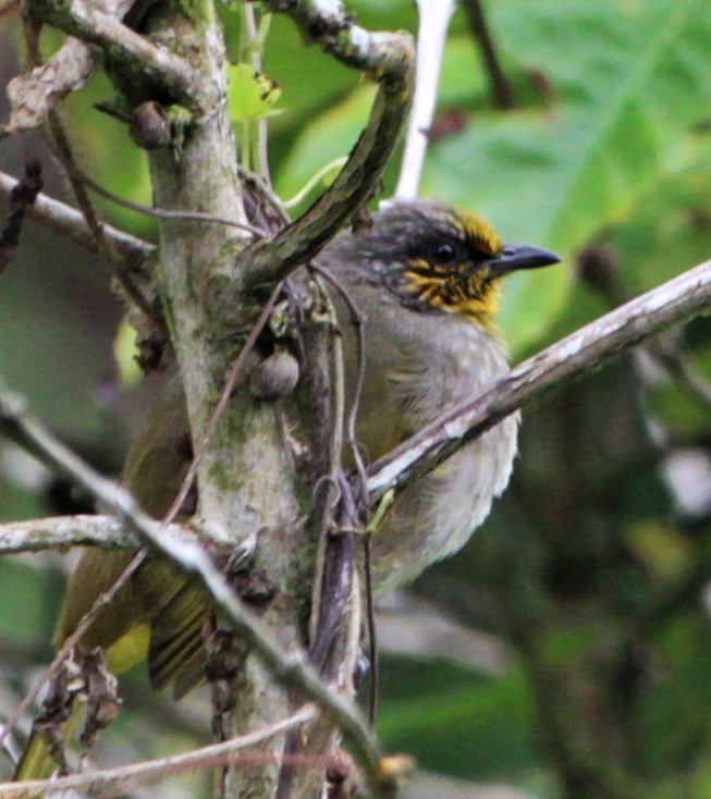 Stripe-throated Bulbul - ML411422361