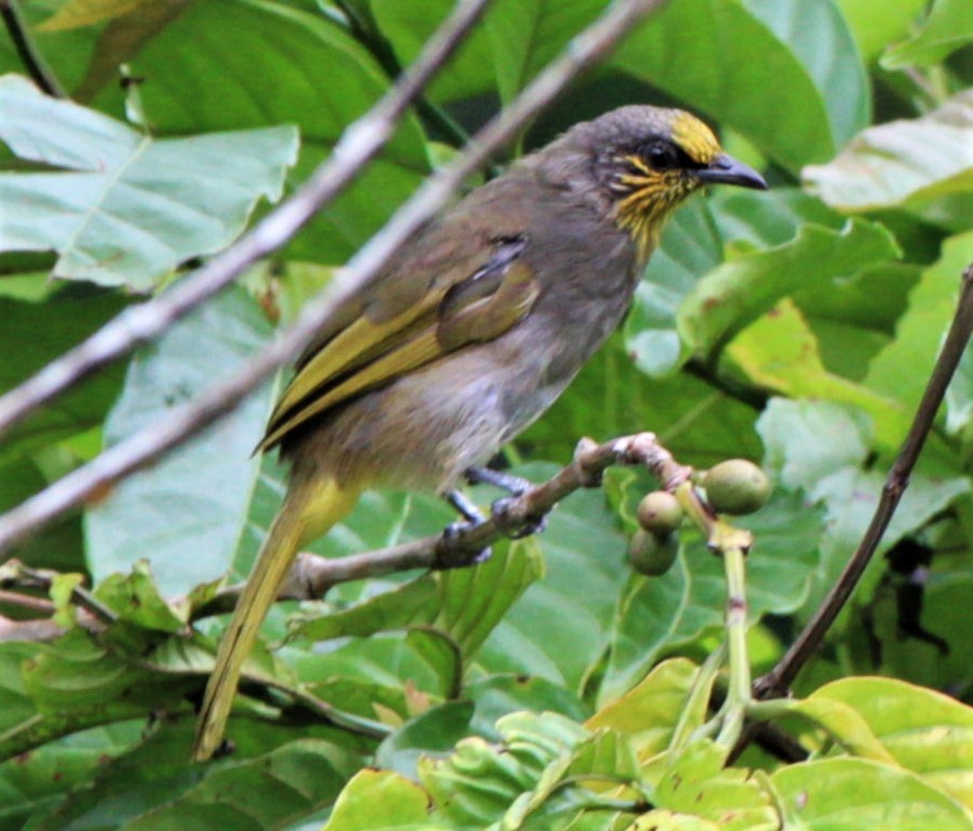 Stripe-throated Bulbul - ML411422371