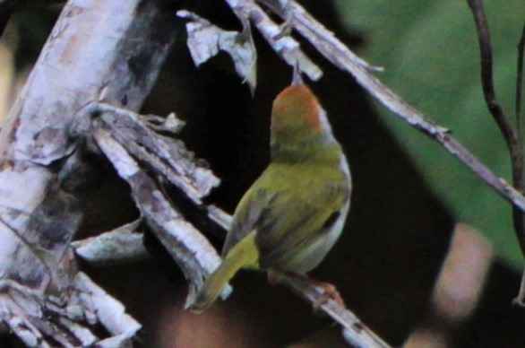 Dark-necked Tailorbird - ML411422451