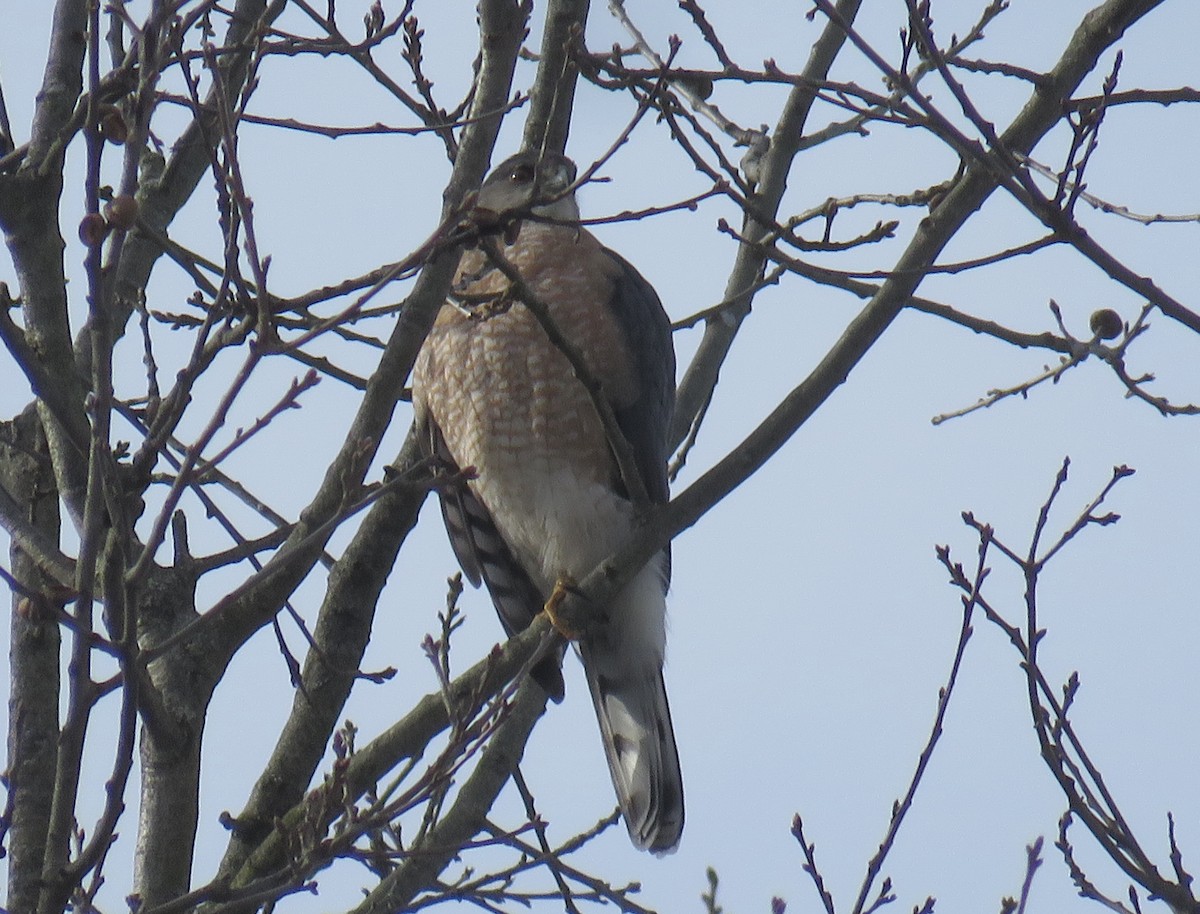 Cooper's Hawk - Bennie Saylor