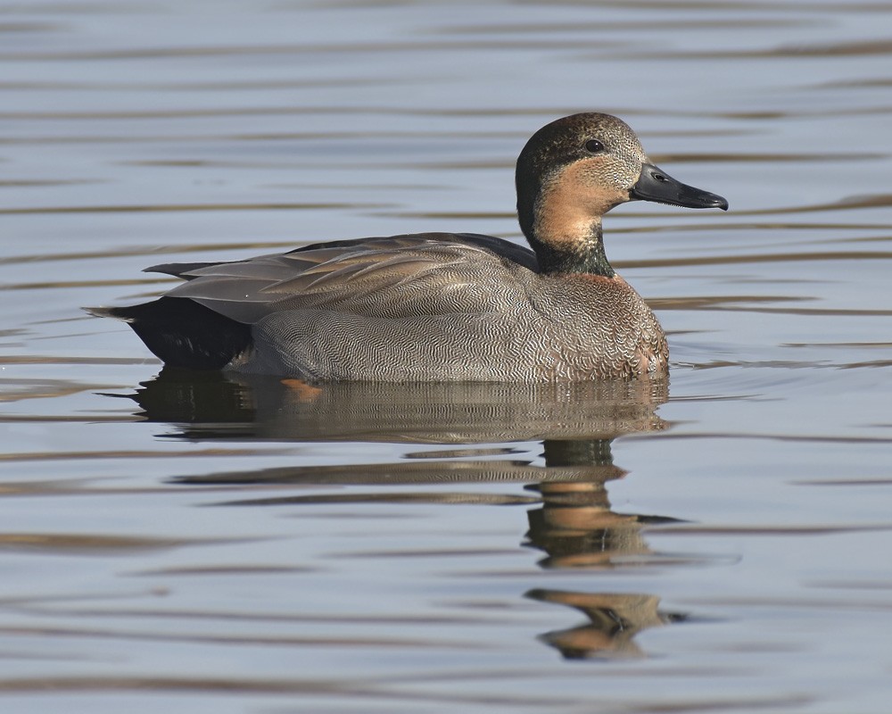 Gadwall x Mallard (hybrid) - Malcolm Gold