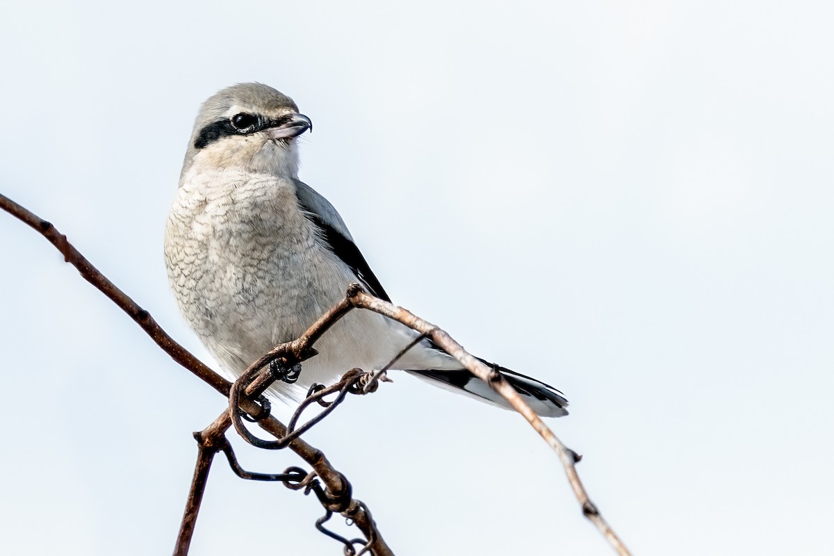 Northern Shrike - Brad Imhoff