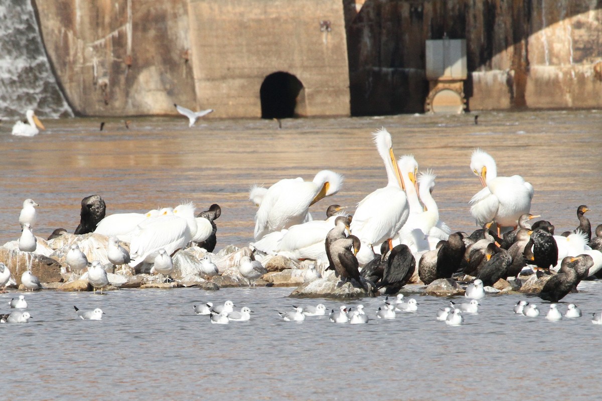 American White Pelican - ML411423321