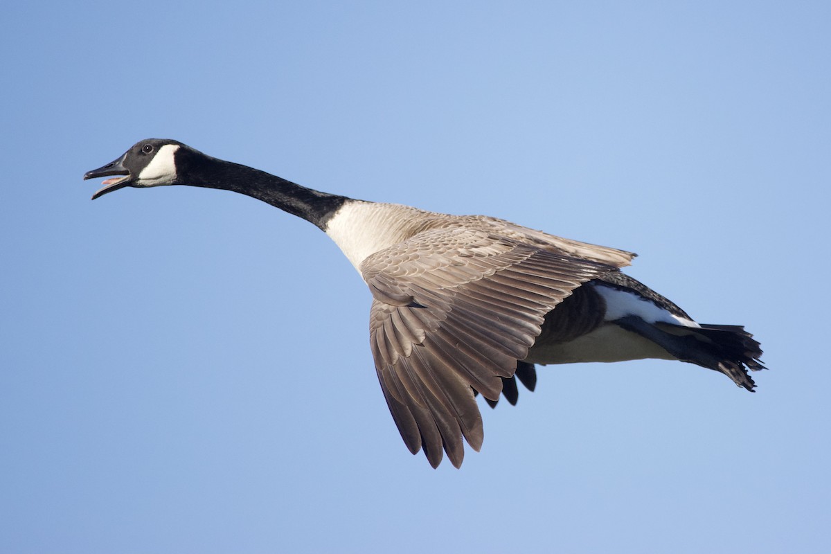 Canada Goose - Michael Dayton