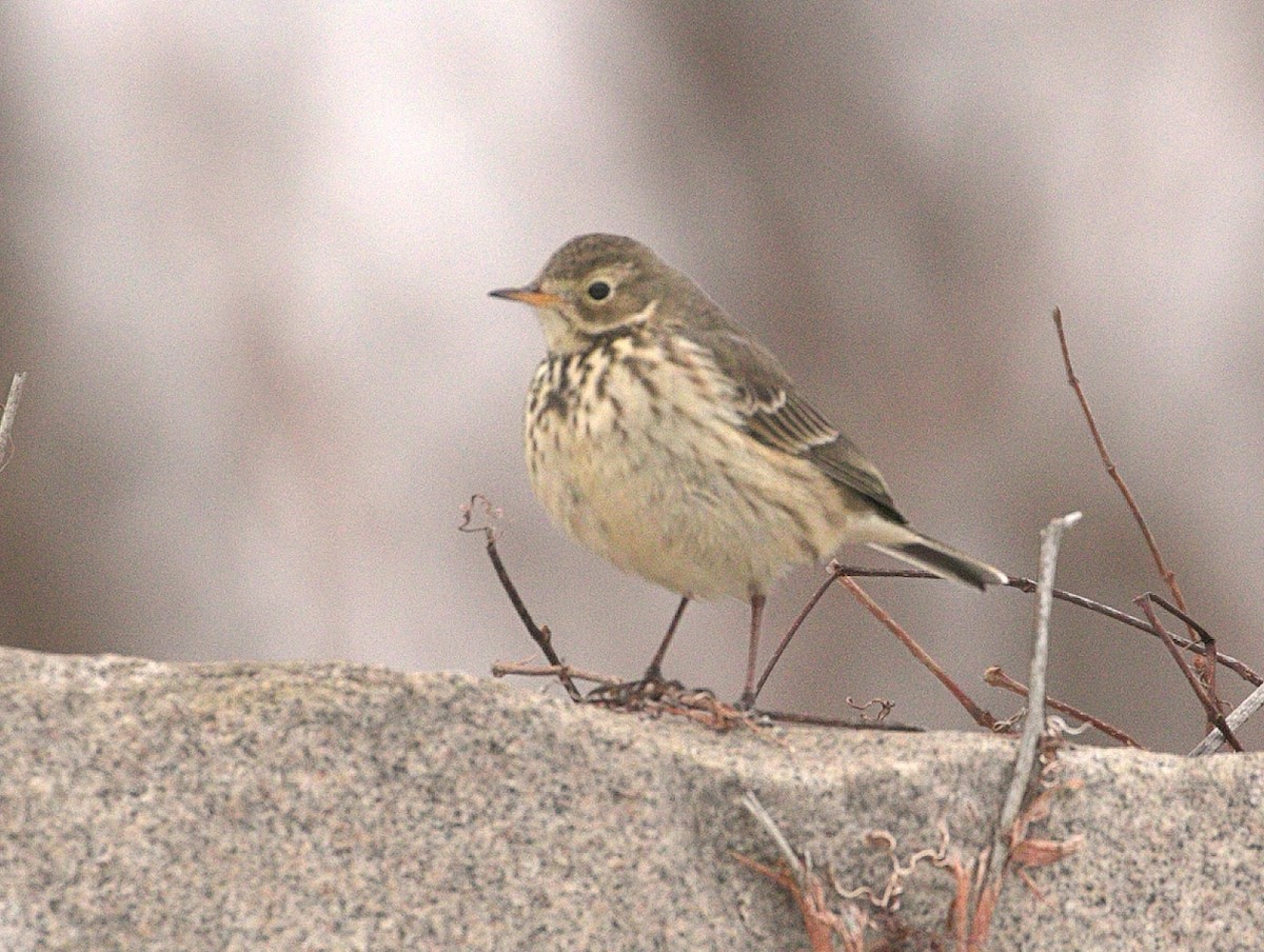 American Pipit - ML411423741