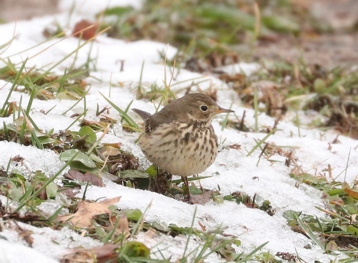 American Pipit - ML411423761