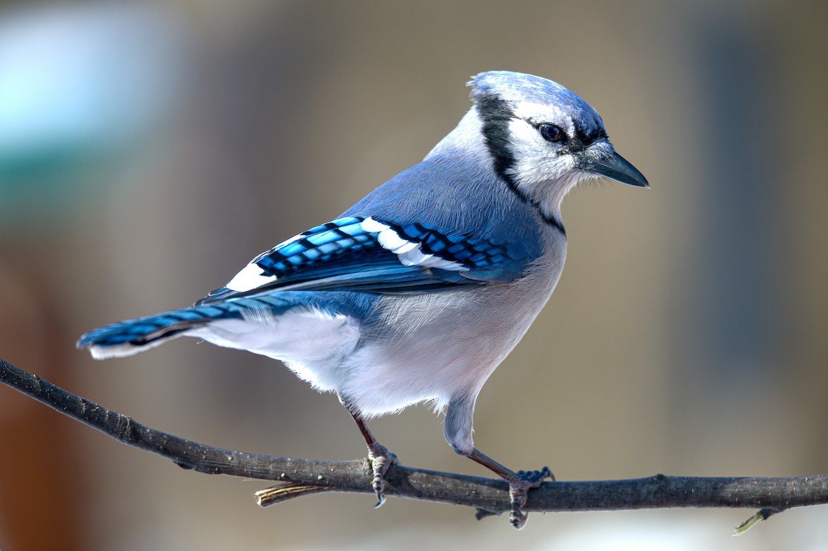 Blue Jay - Matt Mason