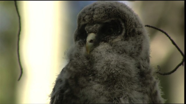 Great Gray Owl - ML411425