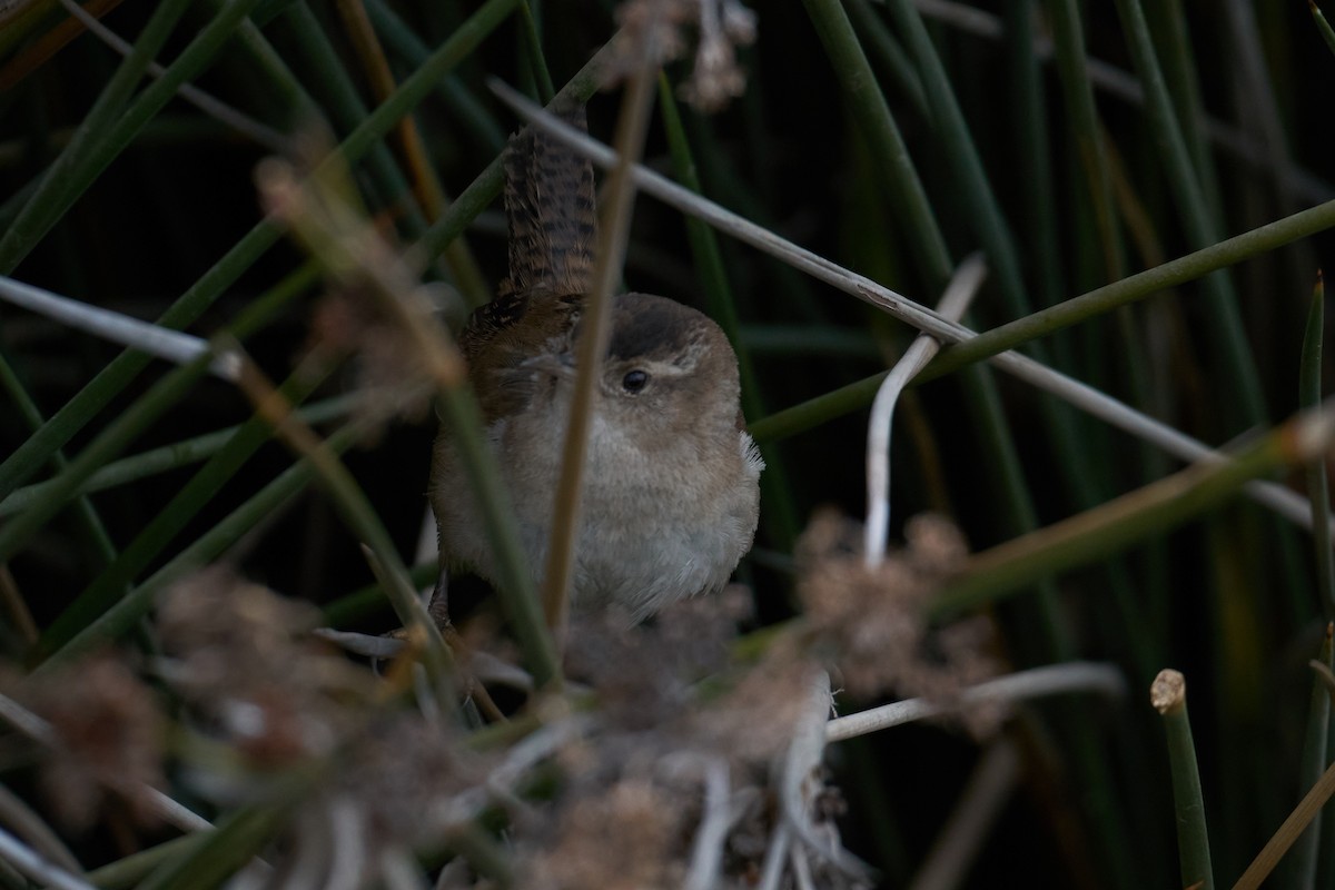 Marsh Wren - ML411425061