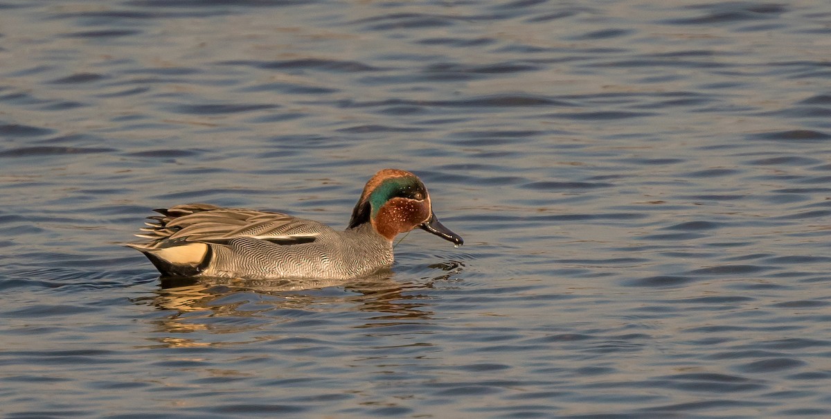 Green-winged Teal - ML411426701