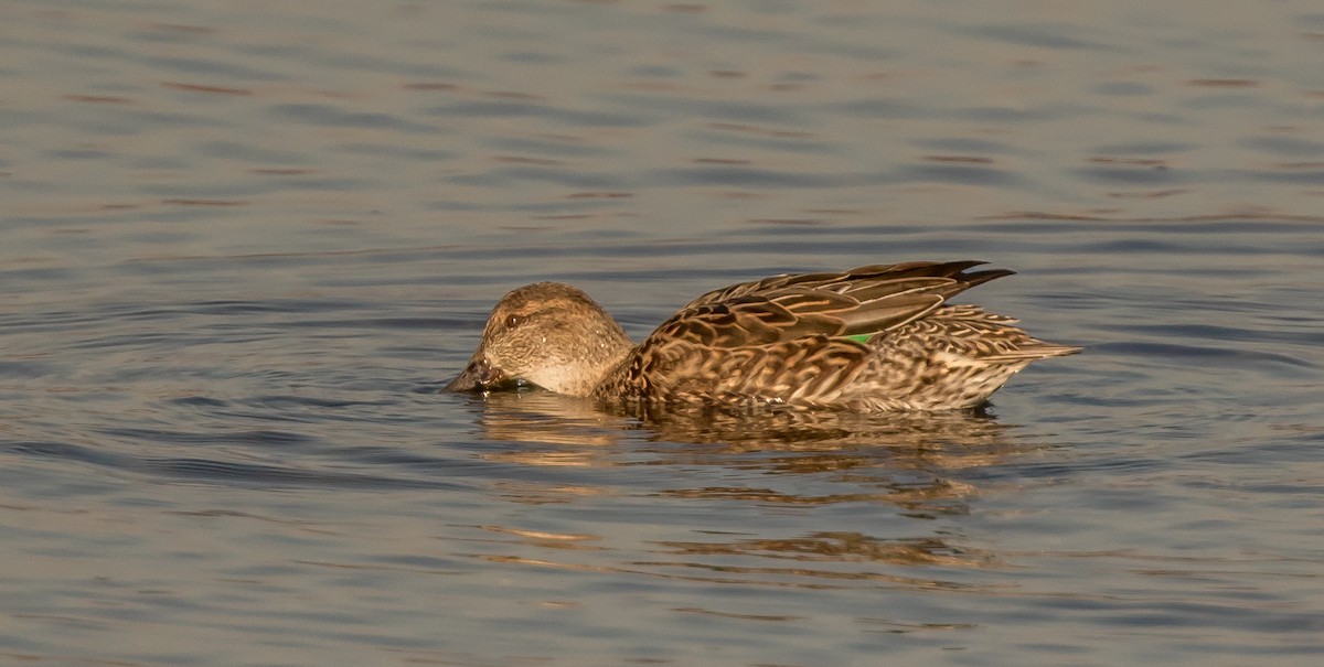 Green-winged Teal - ML411426761