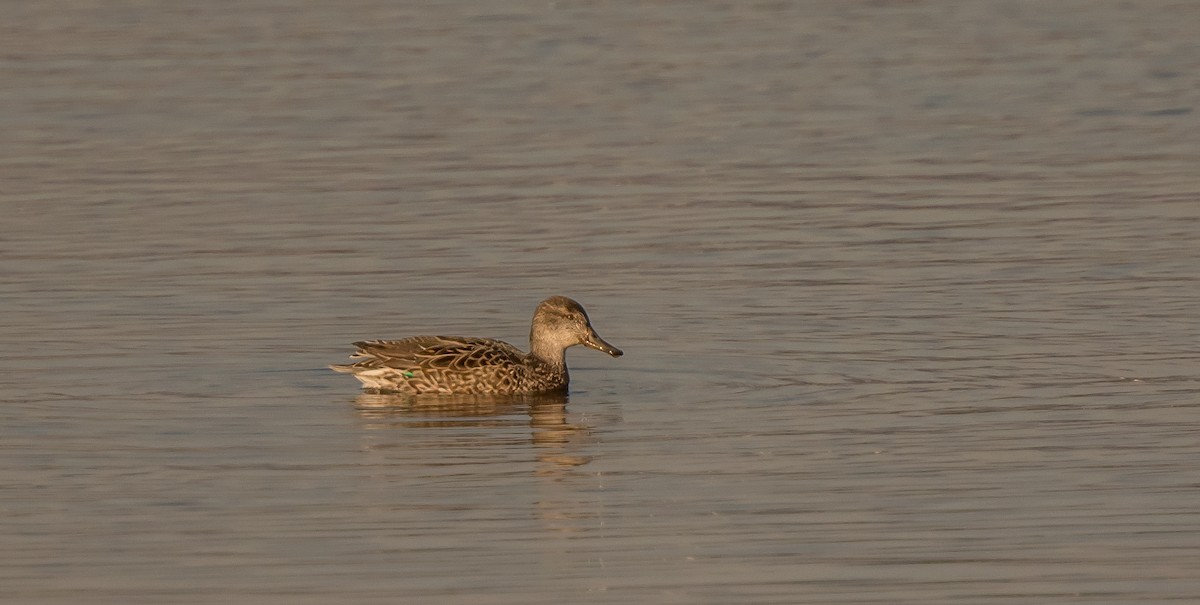 Green-winged Teal - ML411426791