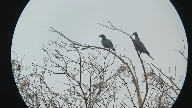 White-crowned Pigeon - ML411426801