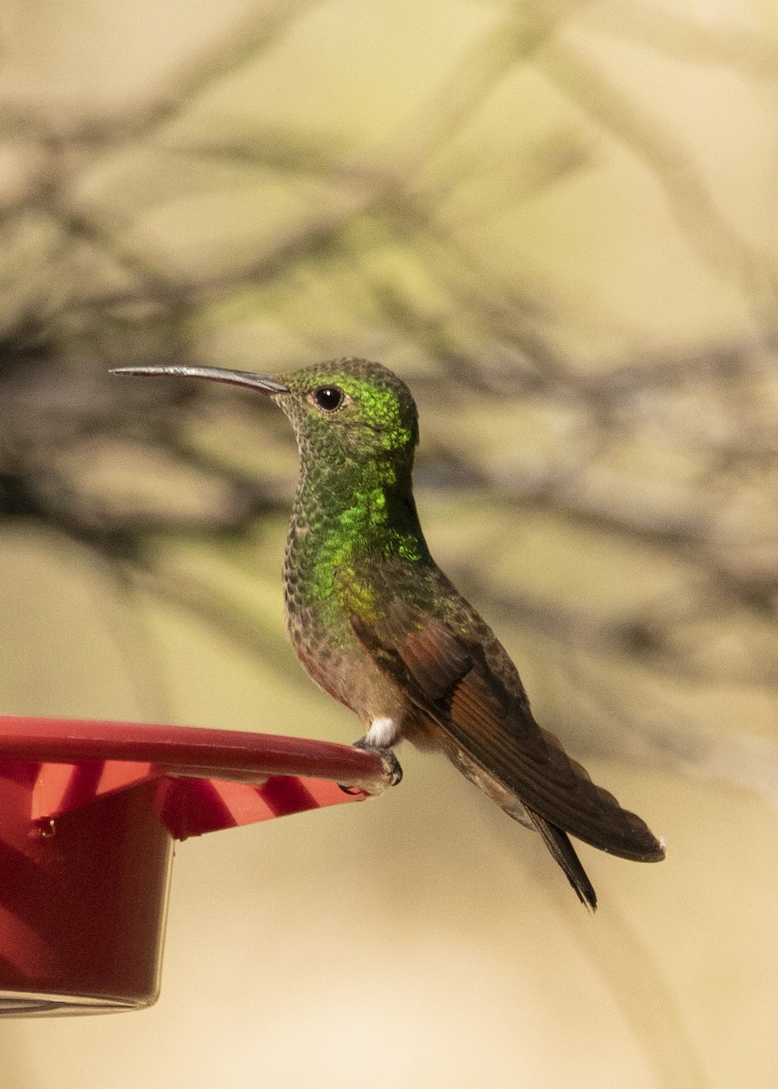 kolibřík mexický - ML411427141