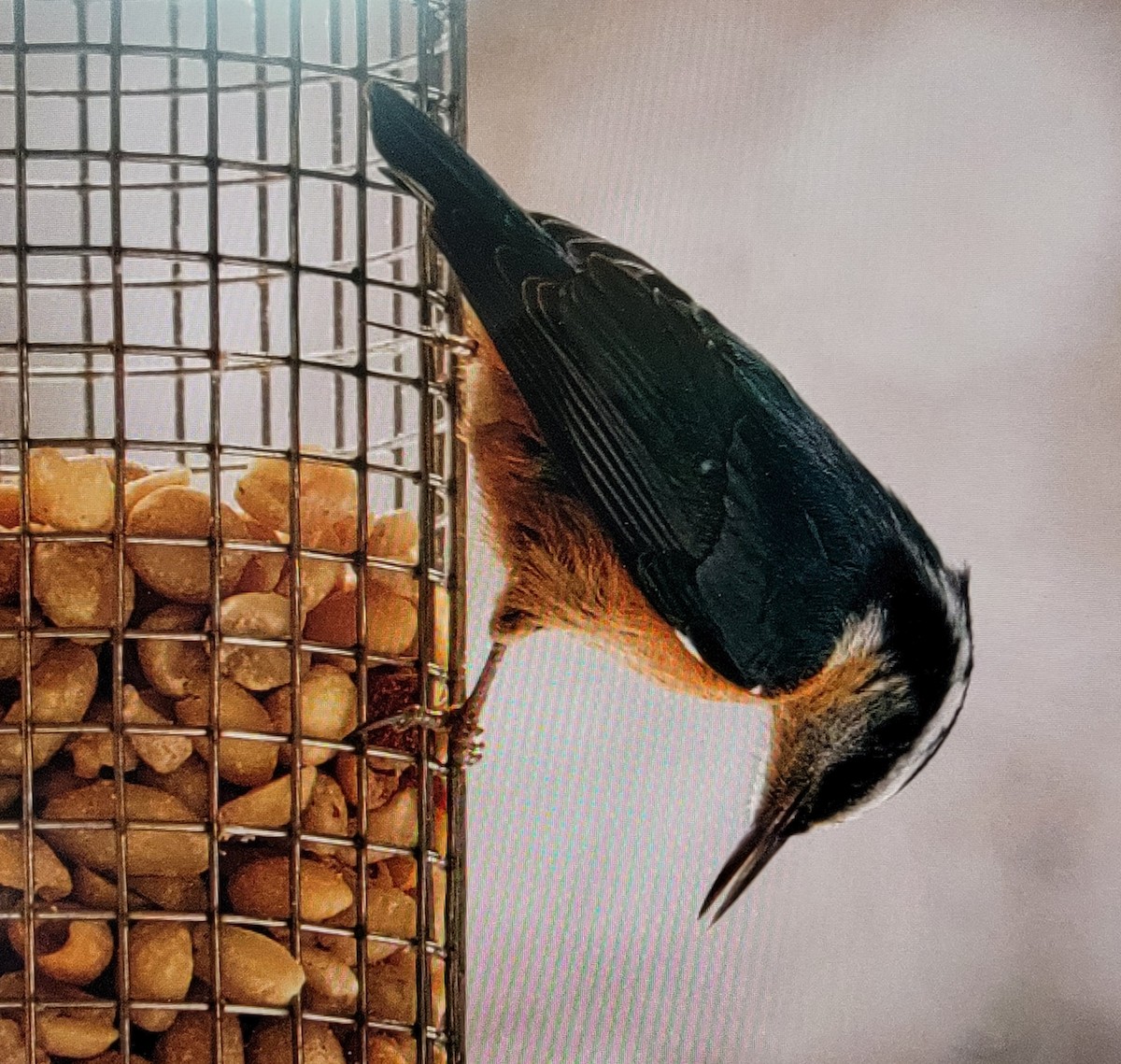 Red-breasted Nuthatch - ML411429171