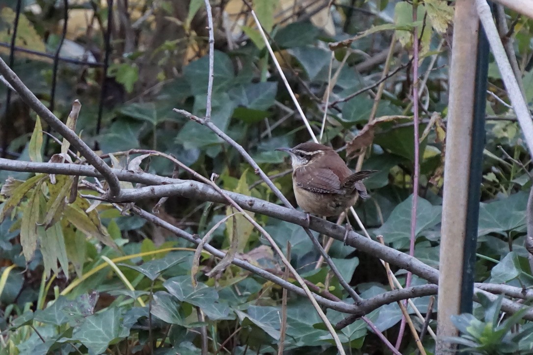 Carolina Wren - ML411429311