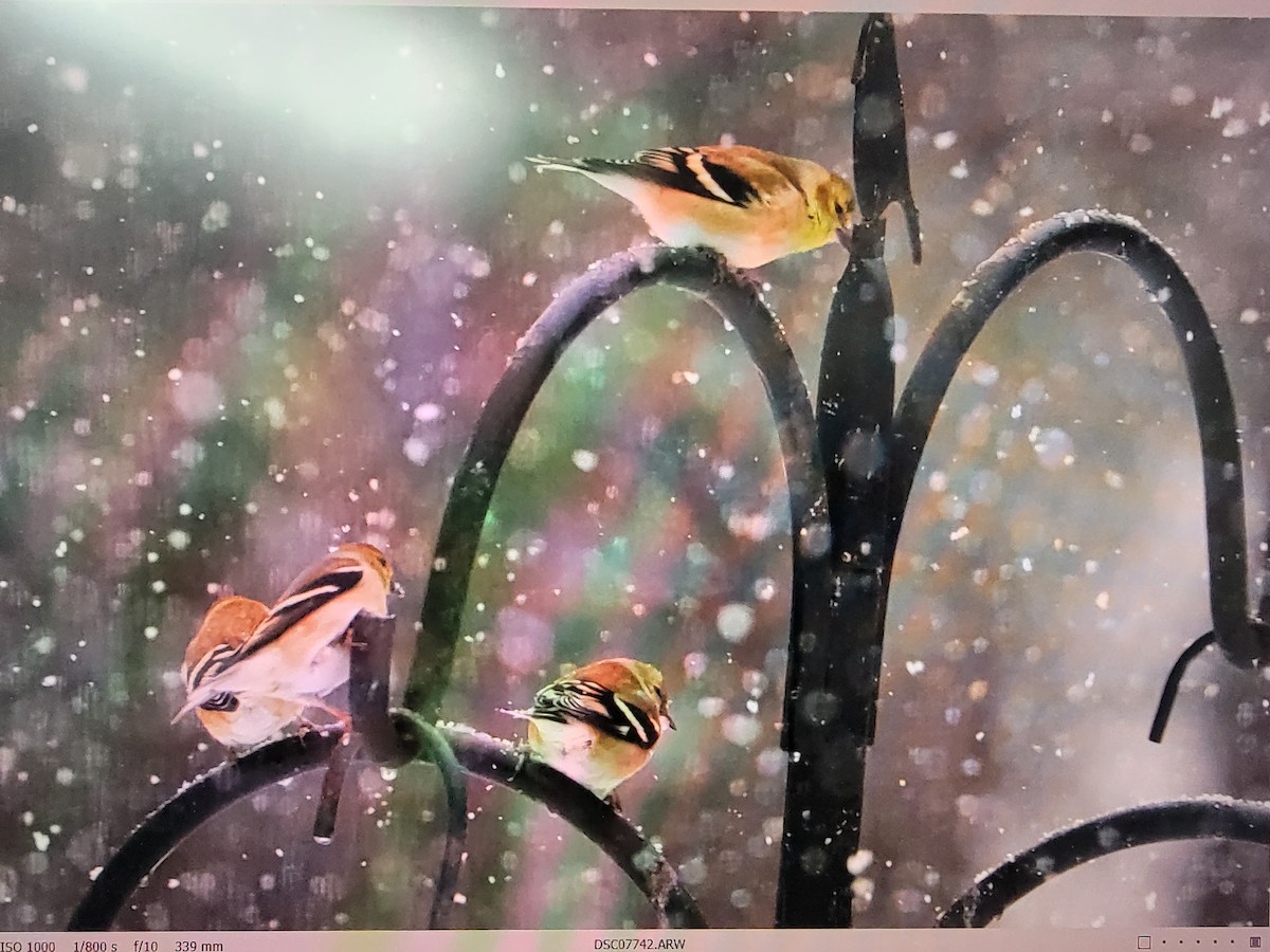 American Goldfinch - ML411429351