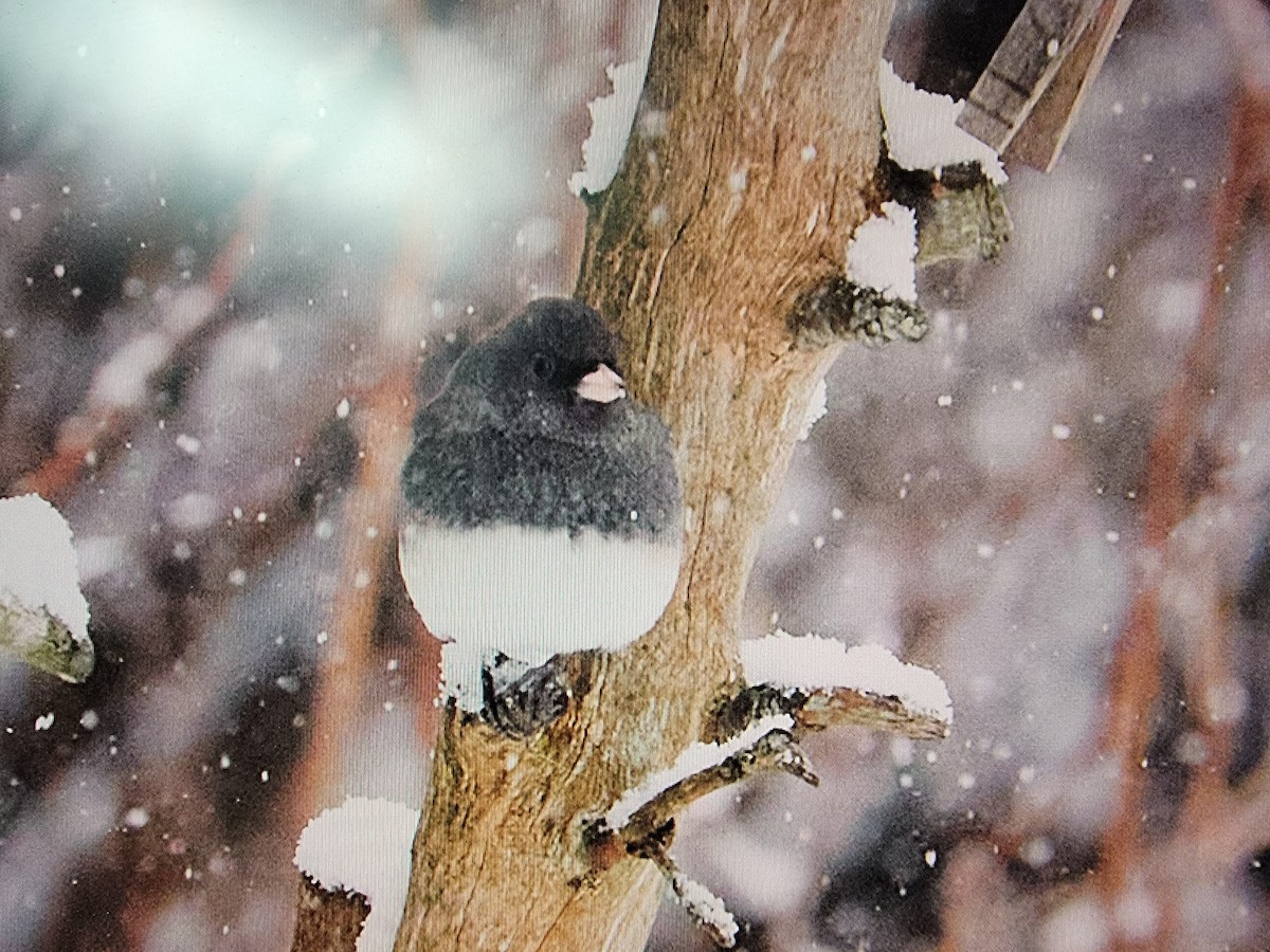 Dark-eyed Junco - ML411429641