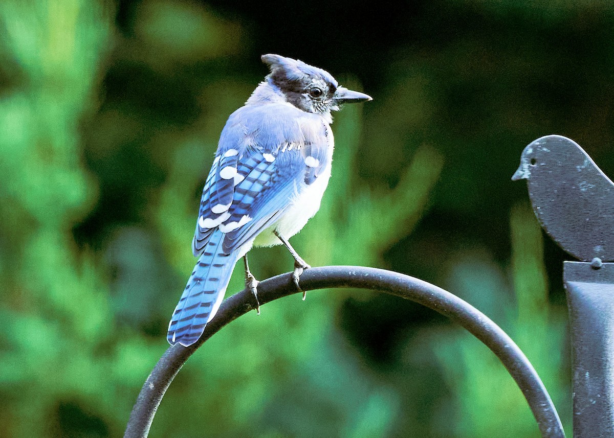 Blue Jay - ML411429781