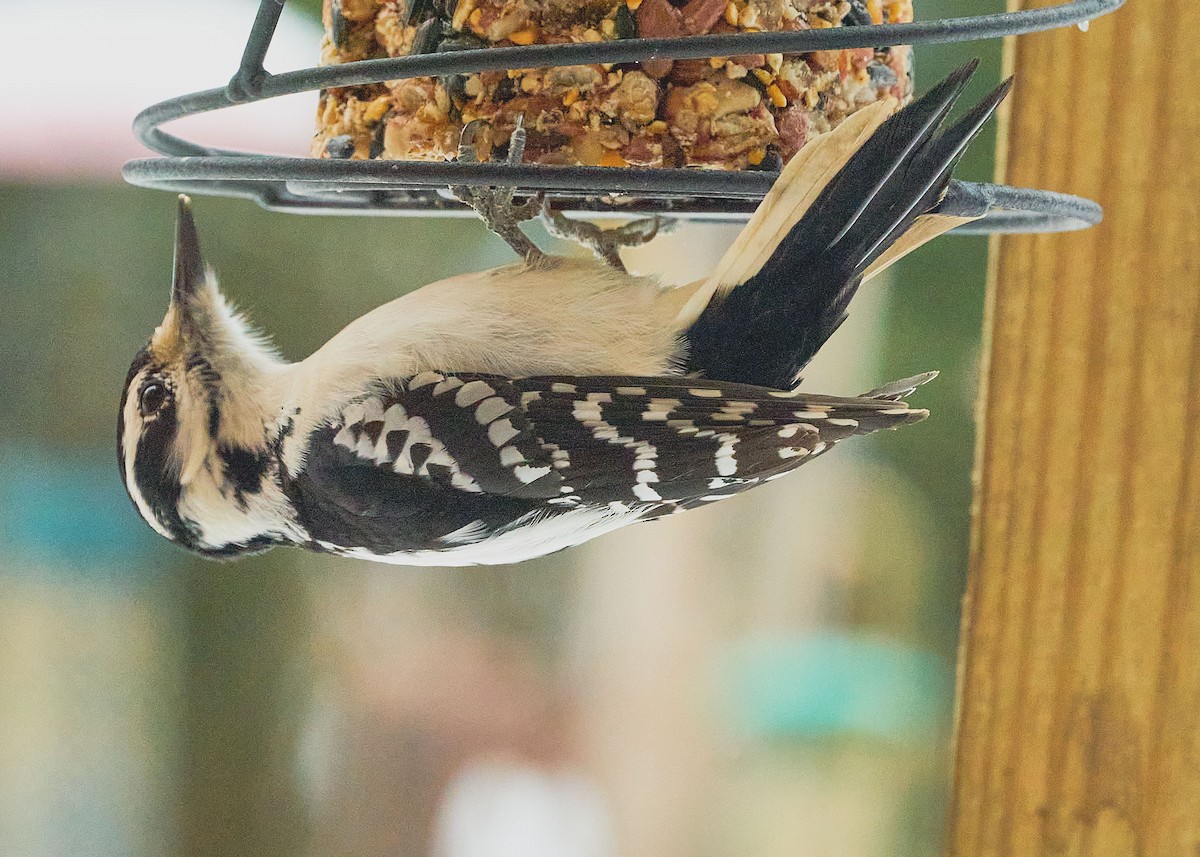 Hairy Woodpecker - ML411429931