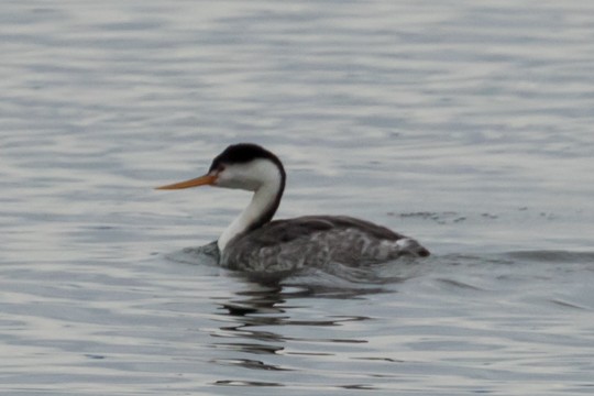 Clark's Grebe - ML41143001