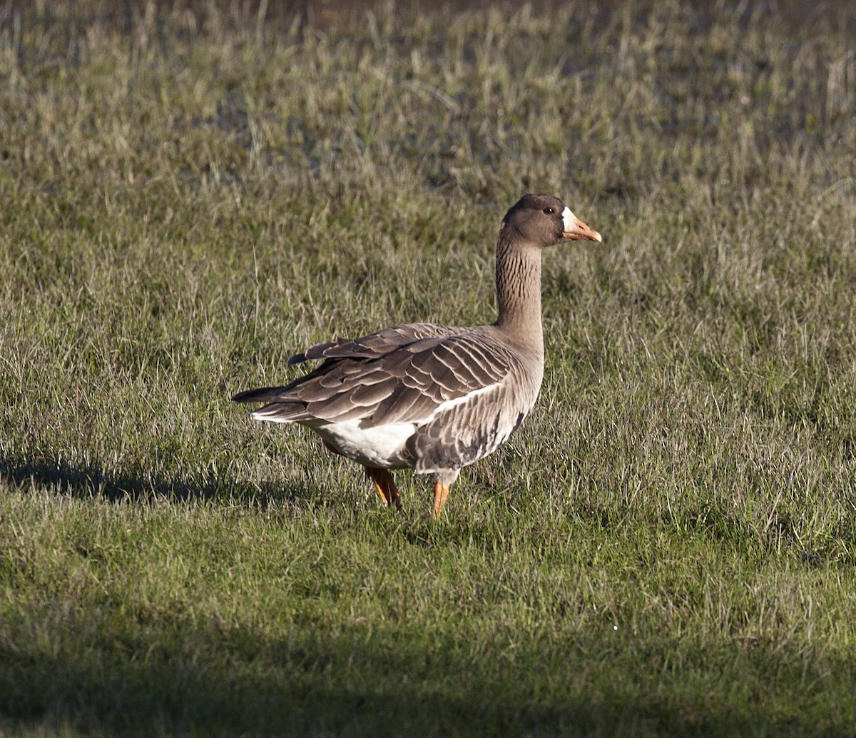Greater White-fronted Goose - ML411430931