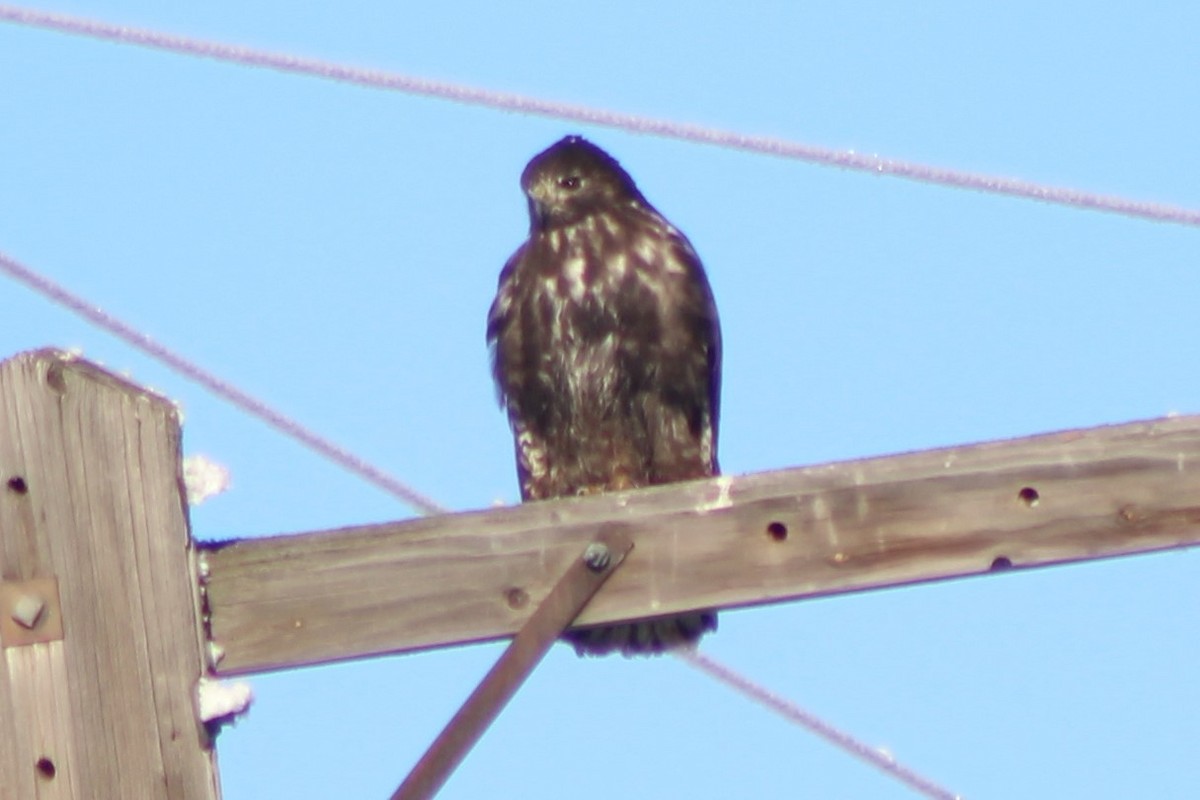 Red-tailed Hawk (Harlan's) - ML411432401