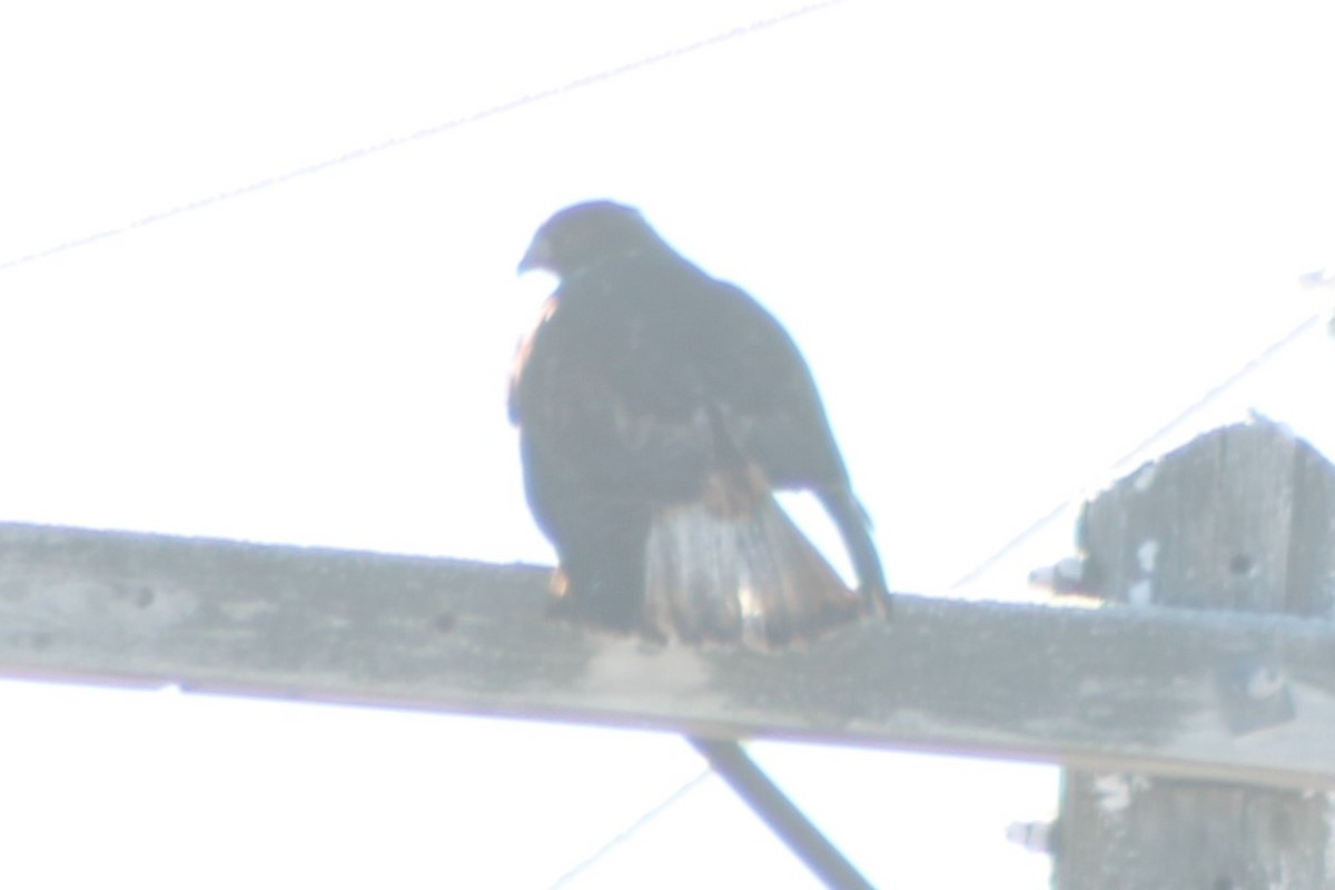 Red-tailed Hawk (Harlan's) - ML411432611