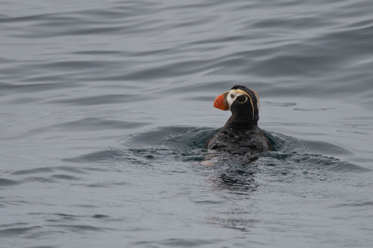 Tufted Puffin - Moishie Hersko