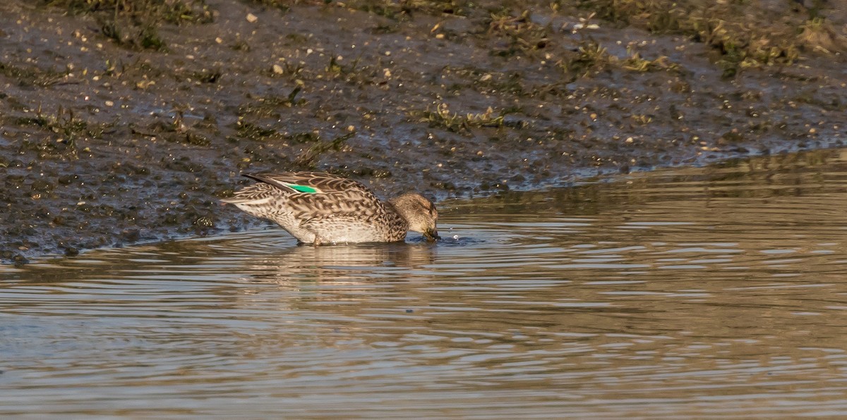Green-winged Teal - ML411433441