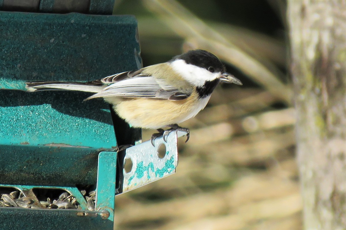 Black-capped Chickadee - ML411434231