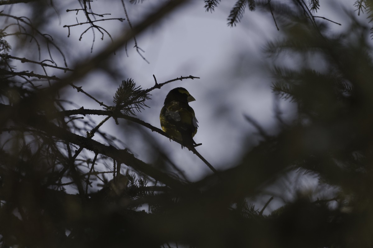 Evening Grosbeak - ML411435231