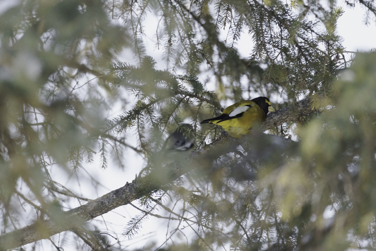 Evening Grosbeak - ML411435261
