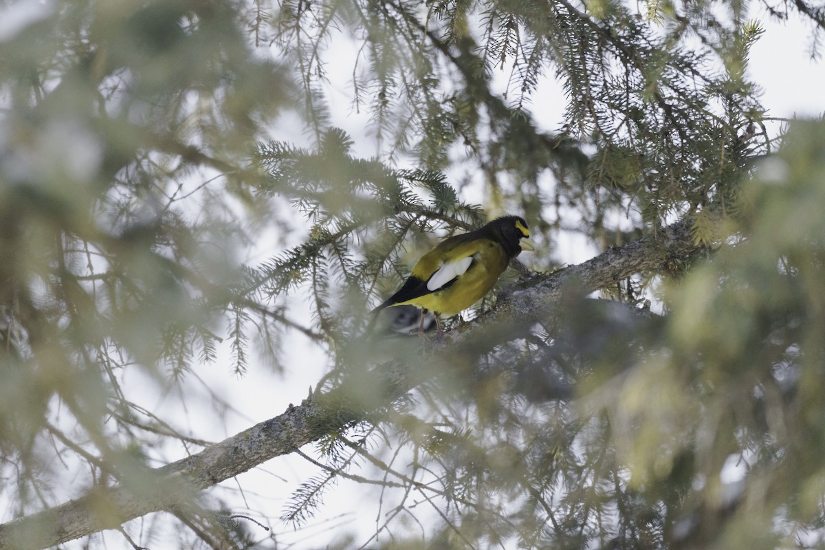 Evening Grosbeak - ML411435271