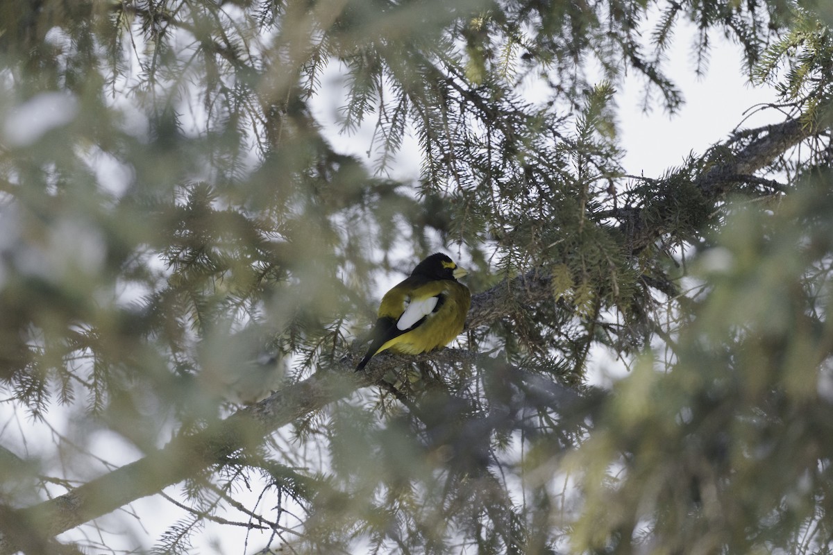 Evening Grosbeak - ML411435291