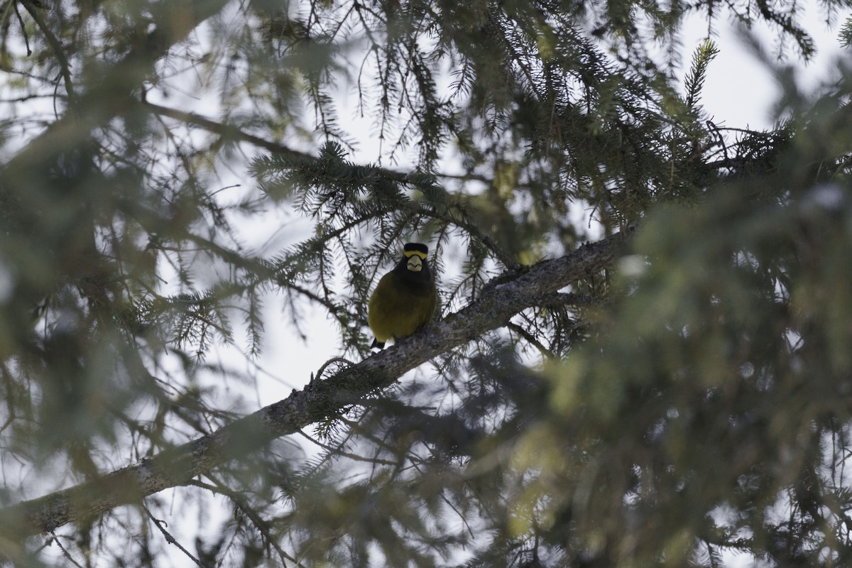 Evening Grosbeak - ML411435301