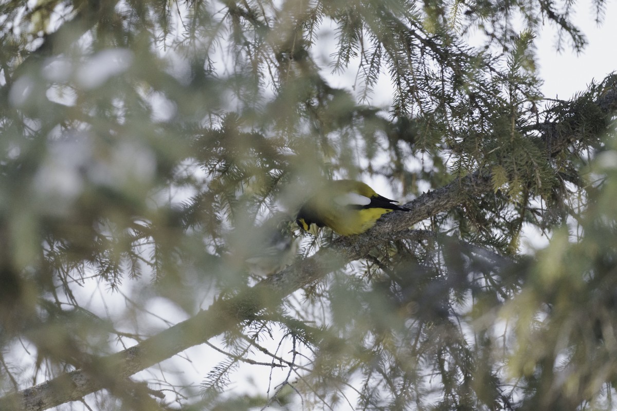 Evening Grosbeak - ML411435321