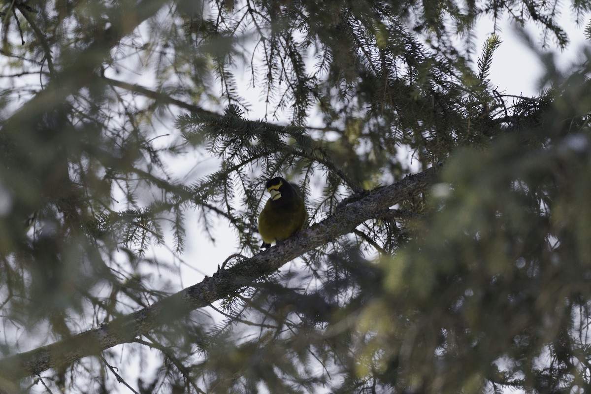 Evening Grosbeak - ML411435421
