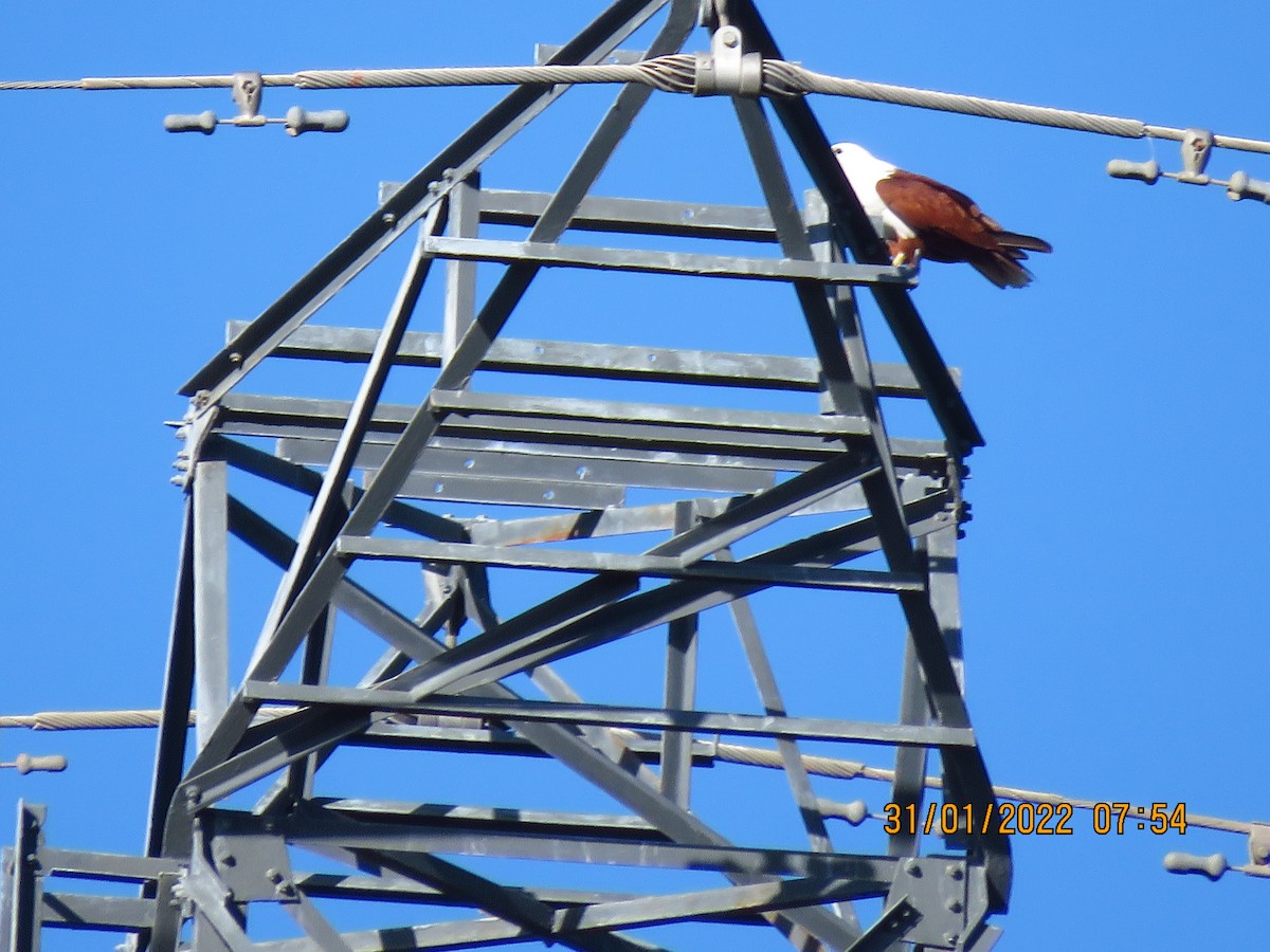 Brahminy Kite - ML411436531