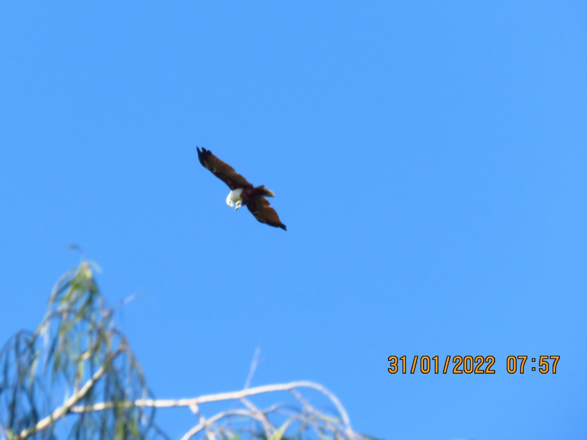 Brahminy Kite - Norton Gill