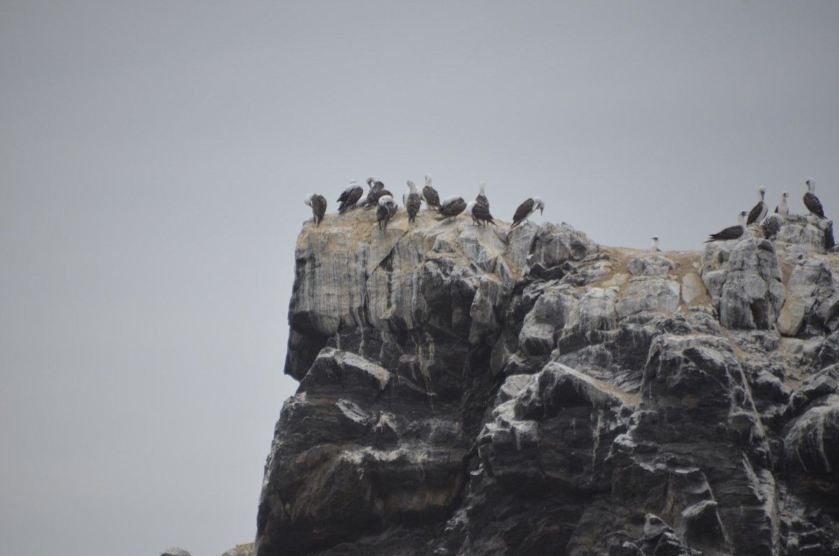 Peruvian Booby - ML411436851