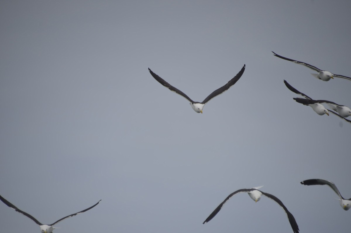 Gaviota Cocinera - ML411437061