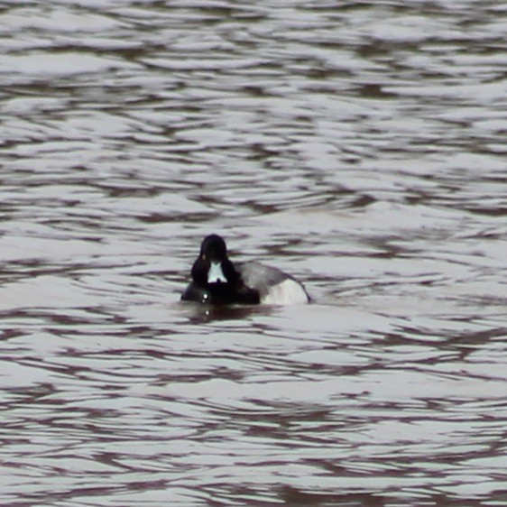 Lesser Scaup - ML411437211