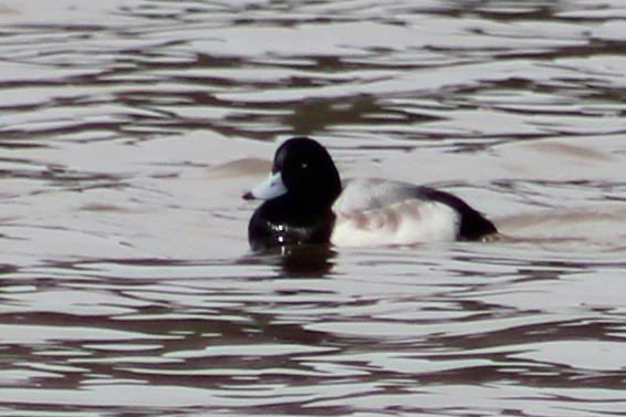 Greater Scaup - ML411437231