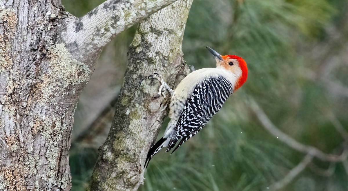 Red-bellied Woodpecker - Harvey Fielder