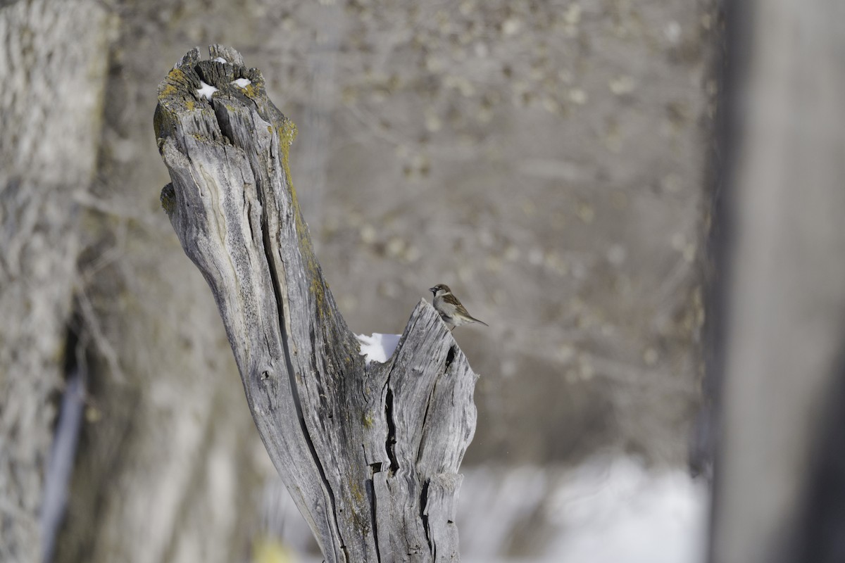 House Sparrow - Brock Gunter-Smith