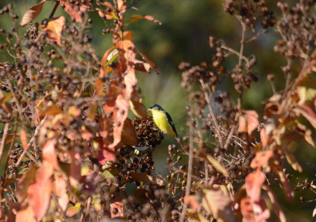 Lesser Goldfinch - Ellison Orcutt