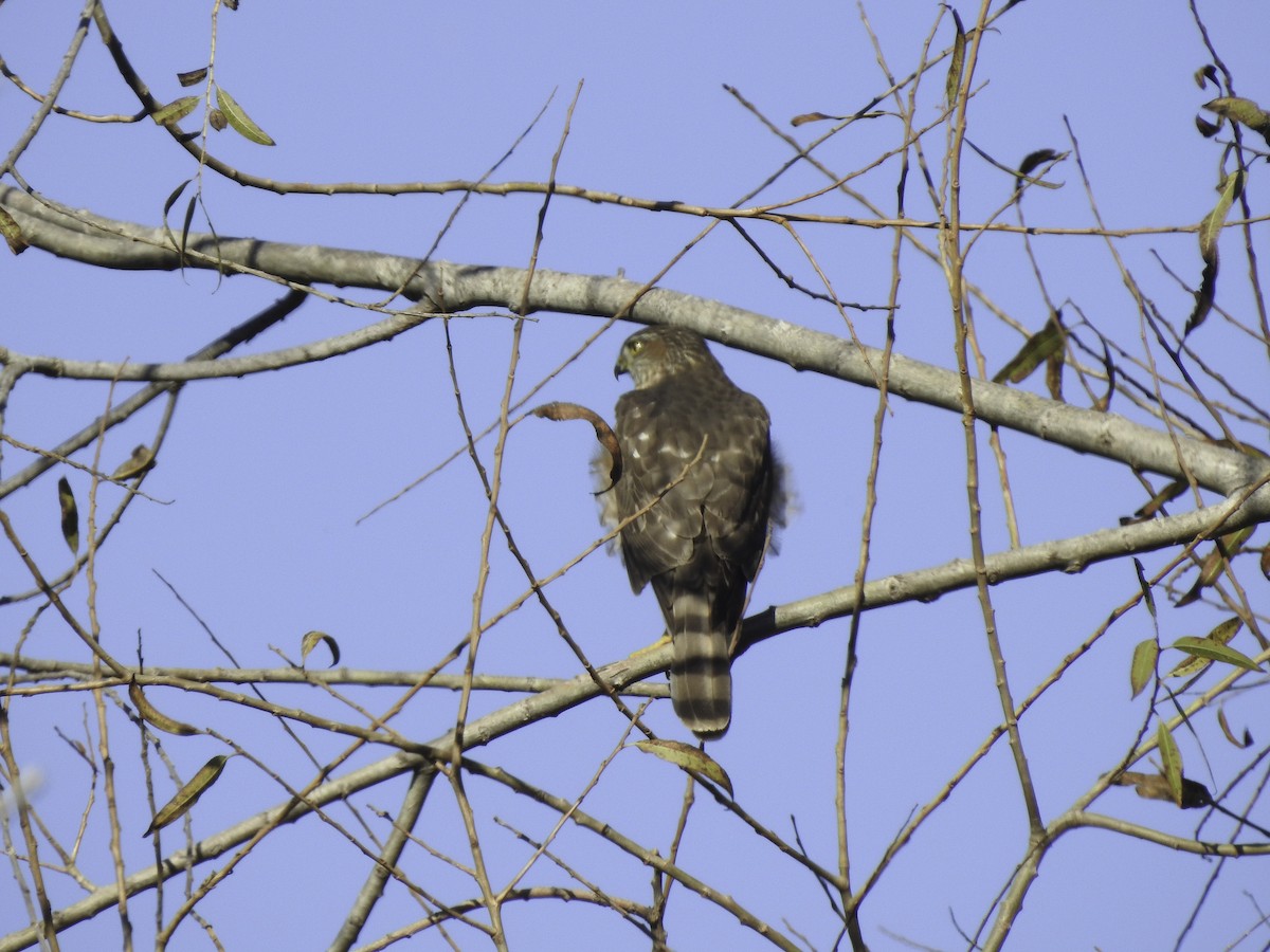 Sharp-shinned/Cooper's Hawk - Astrid Taen