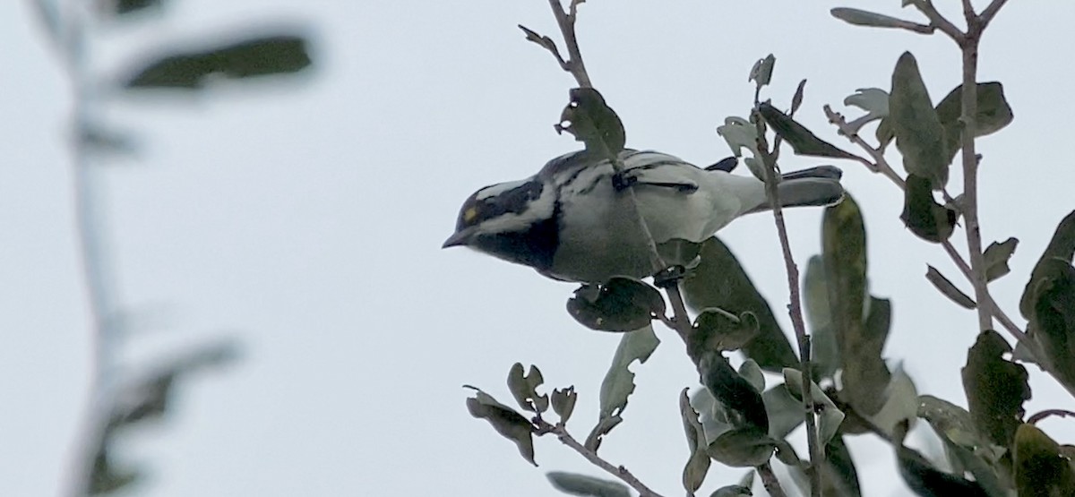 Black-throated Gray Warbler - ML411438481
