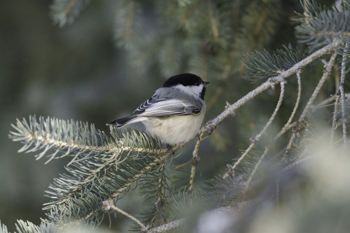 Mésange à tête noire - ML411438791